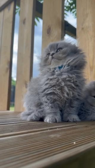 Stunning Kittens Available