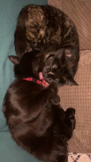Cats For Sale.