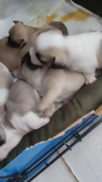 mixed bread, Maltese x Frenchie