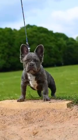 Fluffy Frenchie Boy