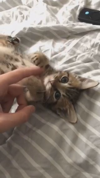 Bengal Kitten