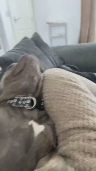 American Pocket Bully