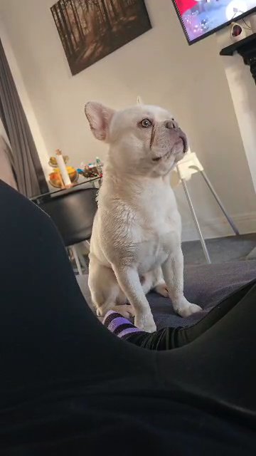 French bulldog male 1 year