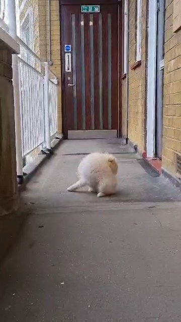 Pomeranian