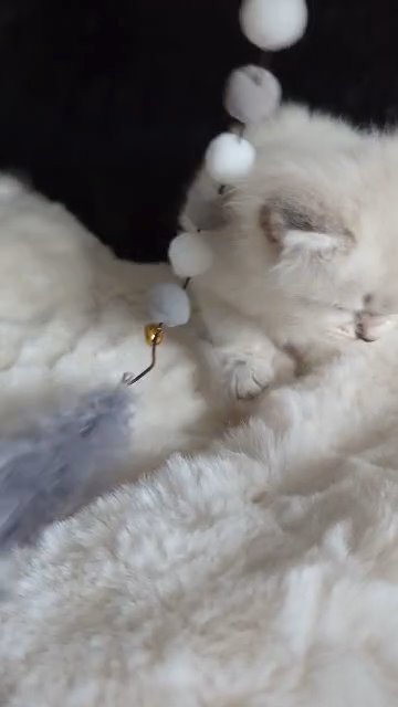Adorable Siberian Neva kittens