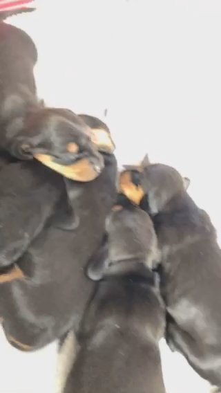 STANDARD DACHSHUND PUPPIES!❤️