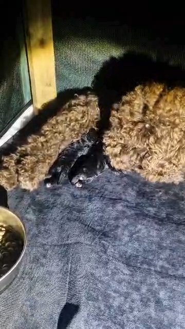 5 adorable miniture cockapoos