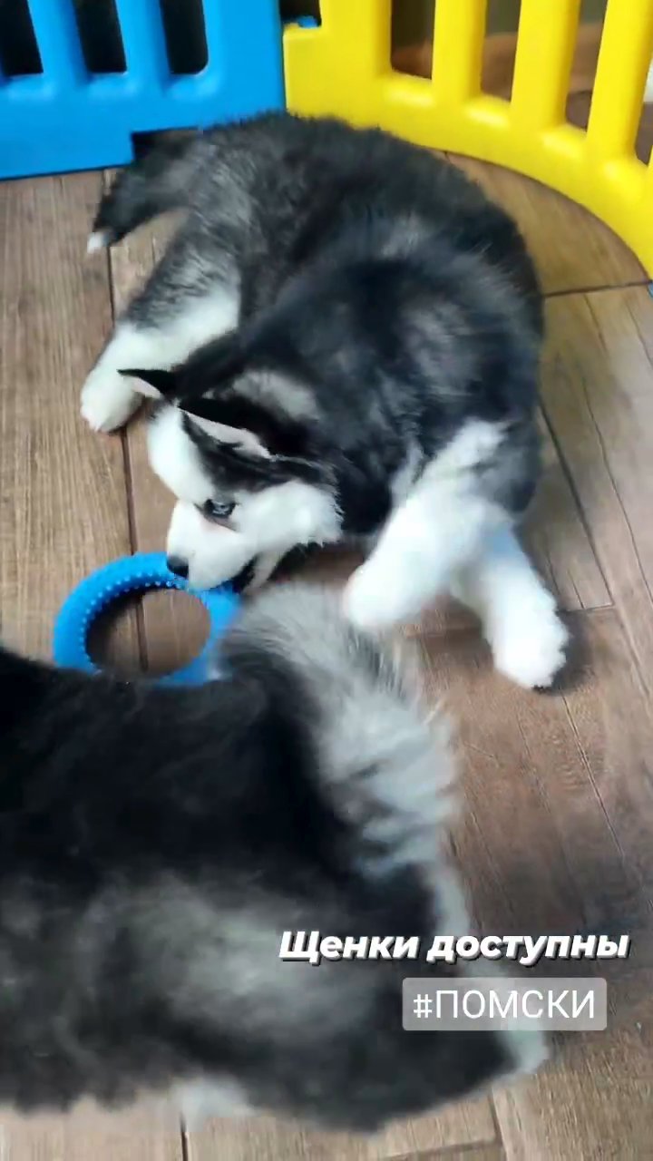 Siberian Husky puppies