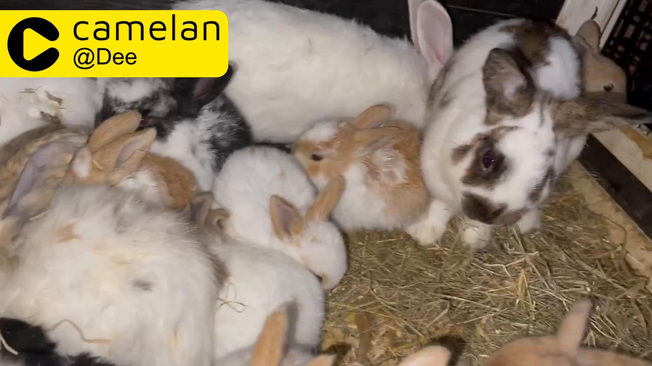 Baby rabbits bunny bunnies