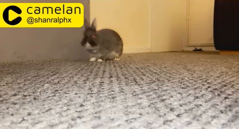Netherland dwarf rabbit