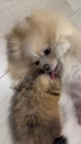 KC CHAMPION BLOODLINE XS POMERANIANS