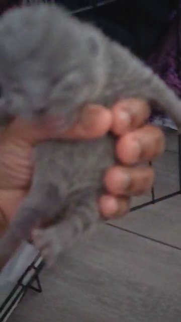 kekes kittens