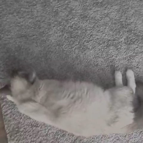 Pure Ragdoll kittens 2 boys left (lynx - tabby and seal)