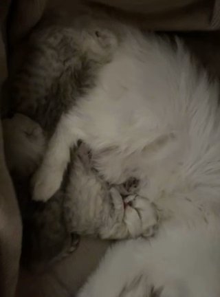 Chincilla Persian Kittens For Sale