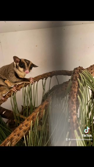 breeding pairs of sugar gliders