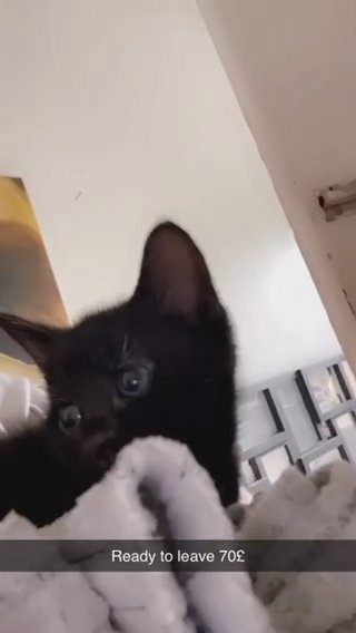 Kitten