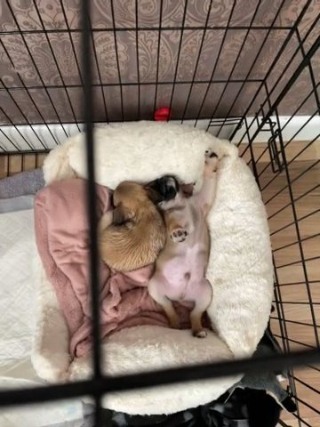 Pug Fawn Boy