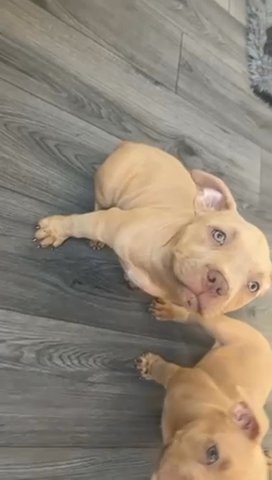 Pocket Bully Female