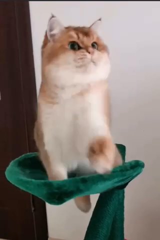 Britishshorthair Kittens Available