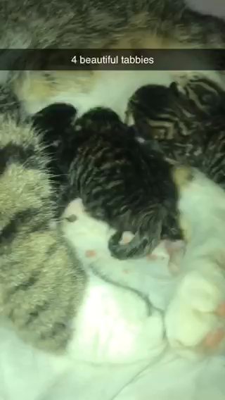 4 Tabbies Kittens For Sale!