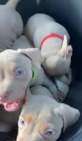American Bully’s Pocket