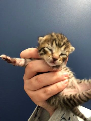 5 Mixed Tabby Kittens