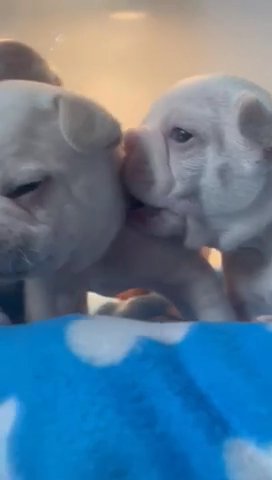 X2 Boy French Bull Dogs