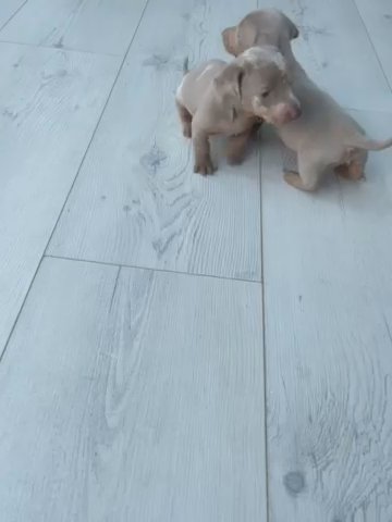 Miniature Dachshund Puppies