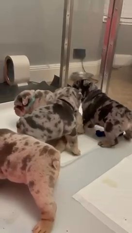 The best British Bulldog Pups Available
