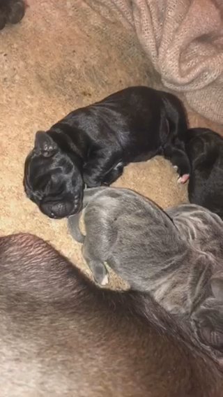 Full Pedigree Cane Corso Pups!