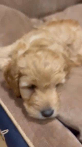 exceptional F1b toys Cockerpoo’s