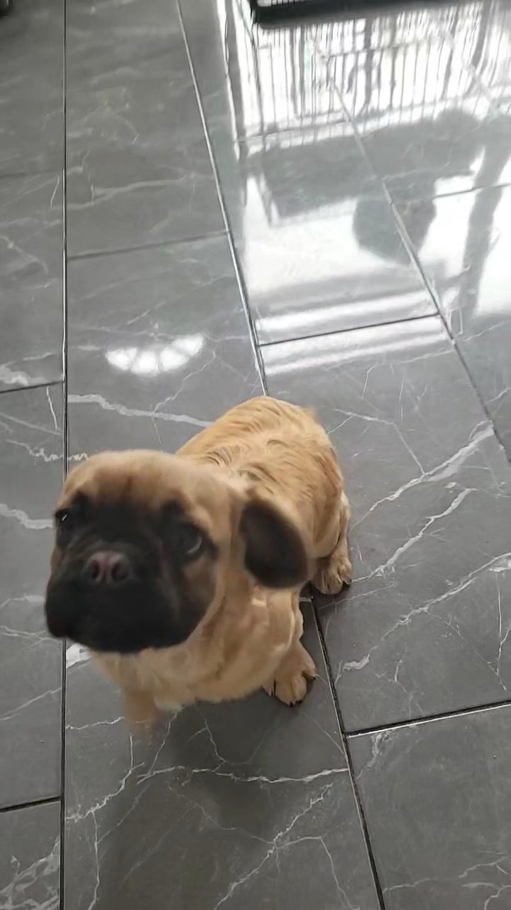 2 fully fluffy males 6 months old