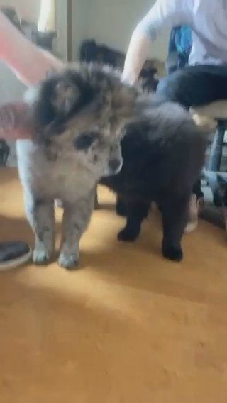 Black Male Chow