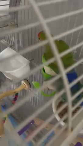 Beautiful Love Birds And Cage