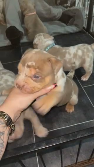 Abkc Registered Pocket Bullys