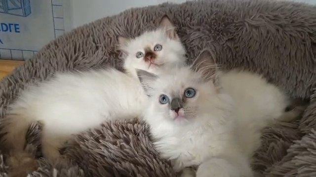 GCCF Registered Ragdolls Est. 2011
