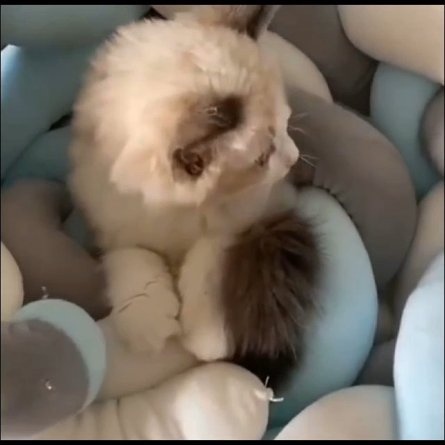 Ragdoll Kitten Available