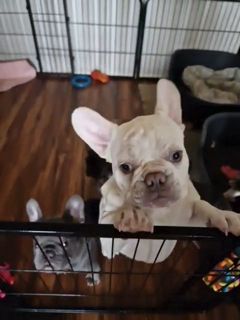 standard and micro frenchbulldogs