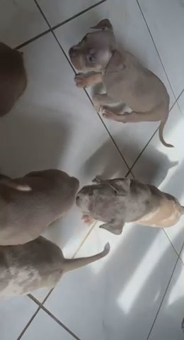 Pocket bullies
