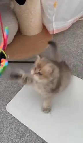British short hair Kittens Colourpoint