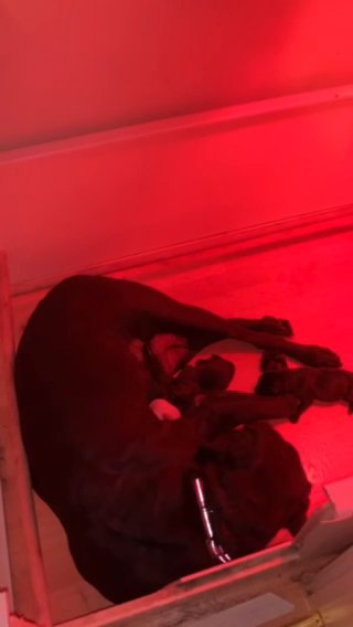 KC registered Labrador puppies 1 girl available