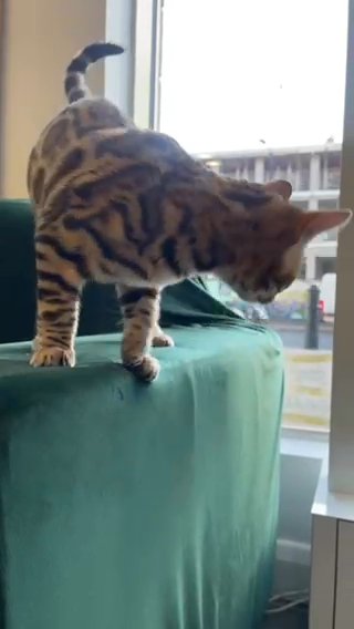TICA Bengal Boy
