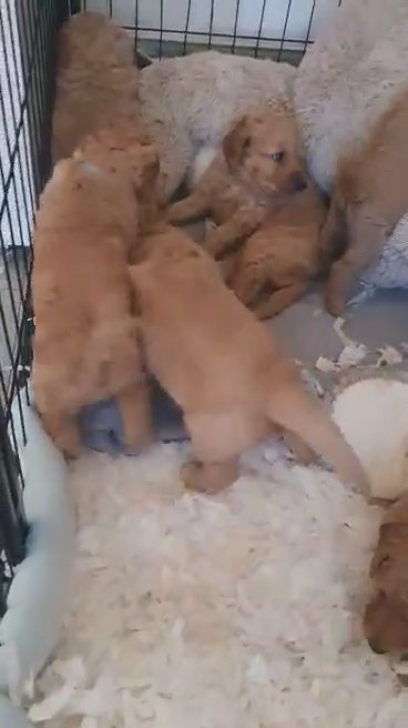 Goldendoodle F2B Puppies