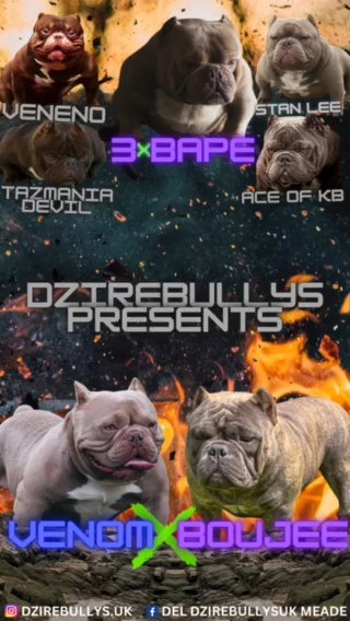 Female Exotic Bully