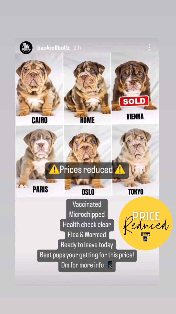 Reduced Tri & Merle English Bulldog pups