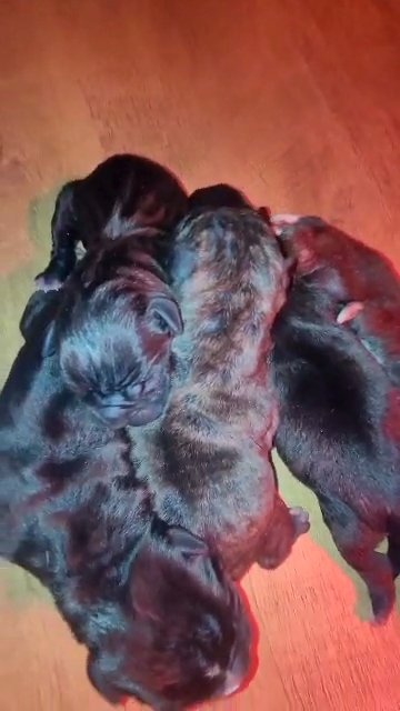 READY CANE CORSO PUPS