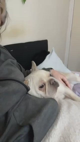 Make french bulldog