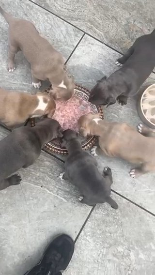 cheap swag kennels bullies 3 left