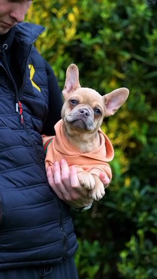 Male Puppies Looking For Their Forever?