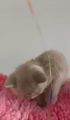 Pedigree Registered BSH kittens lilac Male